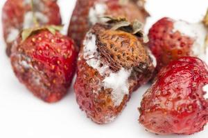 fraises rouges pourries moisies close up photo