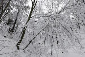arbres en hiver sur le territoire du parc photo