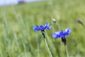 bleuets bleus en été photo