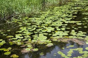 vieux lac avec des nénuphars en pleine croissance photo