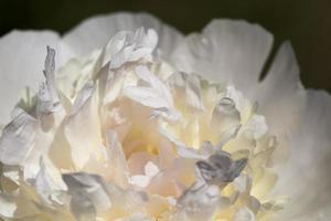 pivoines blanches qui fleurissent en été photo