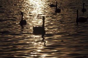 groupe de cygne blanc, couleur orange photo