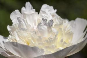 pivoines blanches qui fleurissent en été photo