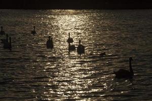 baignade à l'aube du soleil groupe de cygnes photo