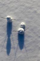 jeux dans la neige avec création de plusieurs bonhommes de neige photo