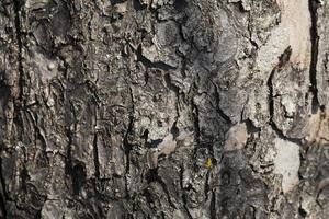 parties de tronc d'arbre avec écorce photo