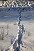 la saison d'hiver dans la nature photo