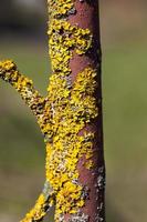 vieux lichen sec jaune en surface photo