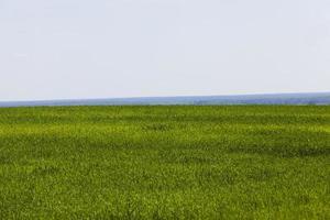 les céréales vertes sont immatures dans un champ agricole photo