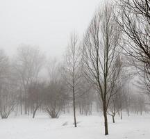 arbres et temps froid d'hiver après les chutes de neige photo