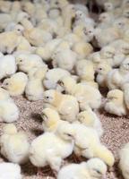 poussins de poulet blanc génétiquement améliorés photo