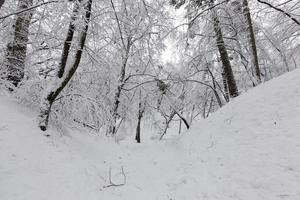 arbres feuillus nus dans la neige en hiver photo