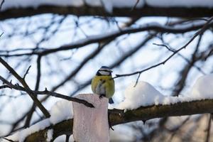 mésange sauvage en hiver photo