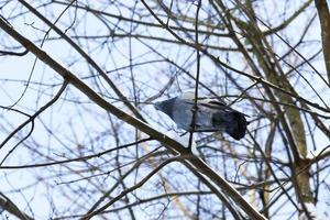 Pigeon hivernant dans le parc en hiver photo