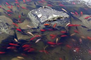 poisson nageant dans la partie du lac qui n'est pas gelée photo