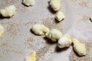 poussins de poulet à viande blanche dans une ferme avicole photo