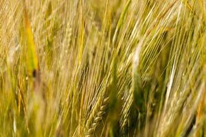 gros plan du seigle des cultures agricoles photo