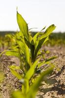 pousses de maïs vert au printemps ou en été photo