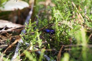 la nature d'automne et son influence sur la nature photo