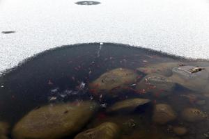 poisson nageant dans la partie du lac qui n'est pas gelée photo