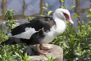 canard noir et blanc photo