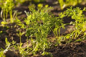 champ de carottes en gros plan photo