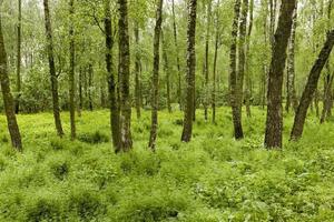 le marais en gros plan photo