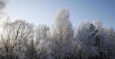 paysage d'hiver, forêt photo