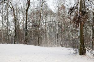 branches d'un arbre dans la neige photo