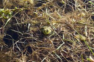 grenouille verte flottant dans l'eau photo