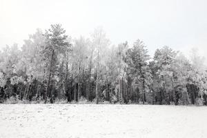 givre dans les arbres photo