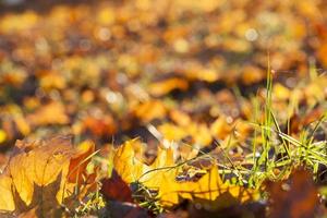 feuilles jaunes tombées photo