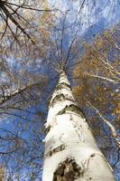 beau feuillage de bouleau photo