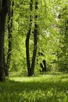 fond d'arbres verts dans la forêt photo