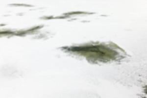 dégelé sur la rivière photo