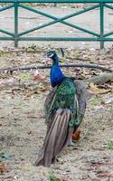 bleu paon, paon ordinaire pavo cristatus . beau paon marchant librement. photo