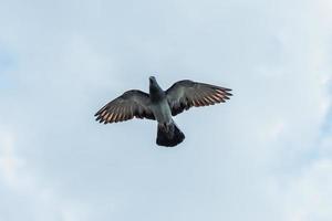 pigeon volant dans le ciel bleu photo