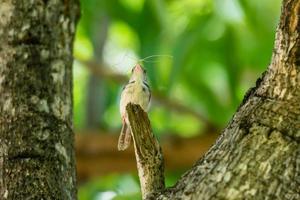 Tailleur commun sur arbre en arrière-plan de la nature photo