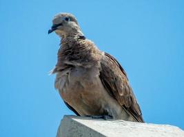 colombe debout sur le toit fond de ciel bleu photo