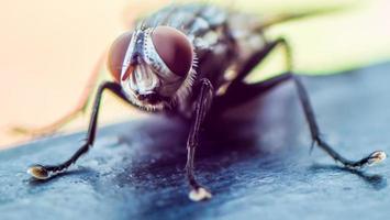 gros plan mouche dans le jardin photo