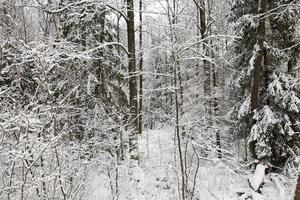 forêt en hiver photo