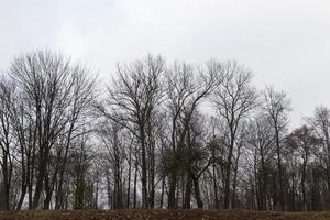 forêt d'érables en automne photo