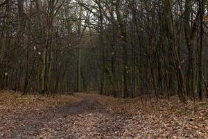 forêt d'érables en automne photo