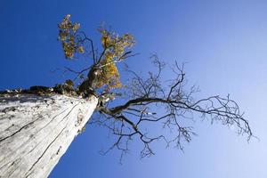 feuilles jaunies des arbres photo