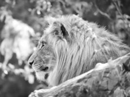 lion en noir et blanc avec une belle crinière allongé sur un rocher. prédateur détendu. photo