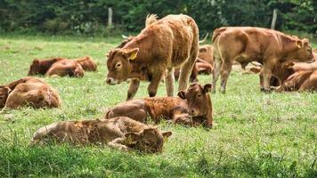 troupeau de vaches dans un pré. animaux de ferme bruns allongés détendus dans l'herbe photo