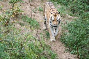 tigre entre les arbres et le rocher. manteau rayé de prédateurs élégants. gros chat d'asie photo