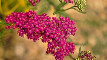 fleur rouge avec de beaux pétales représentés individuellement sur un pré de fleurs. photo