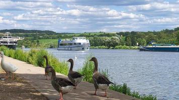 oies sauvages sur la rivière lors d'une promenade. reste des oiseaux pour prendre de la nourriture et se reposer. photo