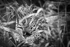 jaguar en noir et blanc, couché derrière l'herbe. fourrure tachetée, camouflée tapie. photo